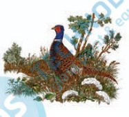 G 23899 Z03 KDV Pheasant Z84 3/75, 75x60mm