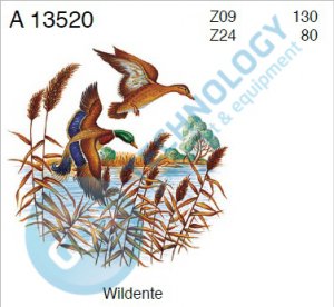 A 13520 Z09 KDV Kachna divoká 2/130